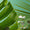 Image to render